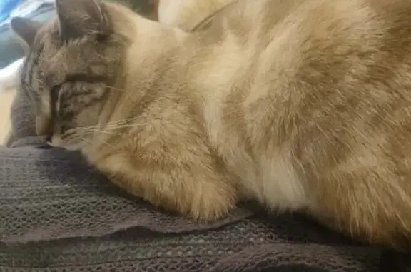 Chat siamois Topi perdu à Talence - photo