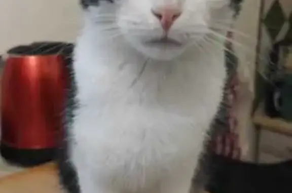 Animaux perdus Montlouis-sur-Loire, photo: Chat mâle castré perdu, patte rasée