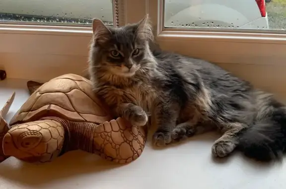 Chatte grise perdue, sociable, Hôtel Landais - photo