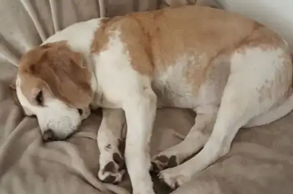 Animaux perdus , photo: Beagle perdu en forêt à Sens-Beaujeu