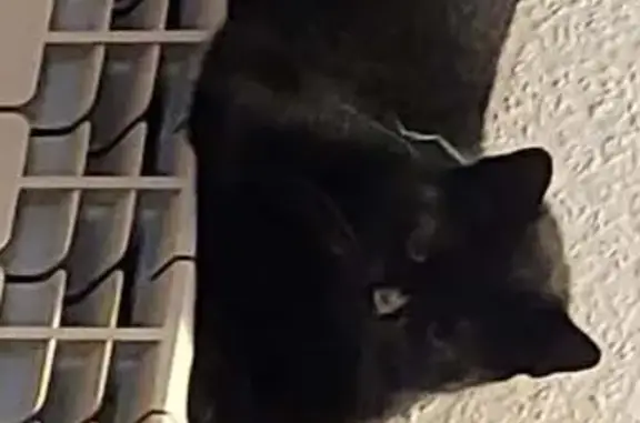 Animaux perdus Pierrevillers, photo: Chat noir perdu, collier vert, Pierrevillers