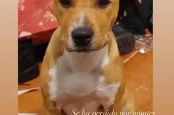 Perra Perdida: Marrón con Manchas Blancas