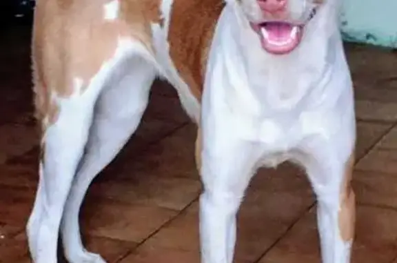 Perro Perdido: Frida, Canela y Blanco, CDMX