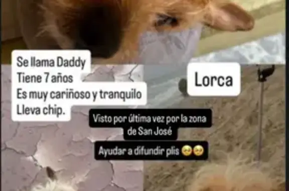 Terrier Cariñoso Perdido en Lorca
