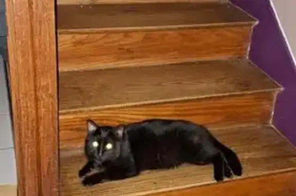 Animaux trouvés , photo: Chat noir sociable trouvé à Saint-Junien