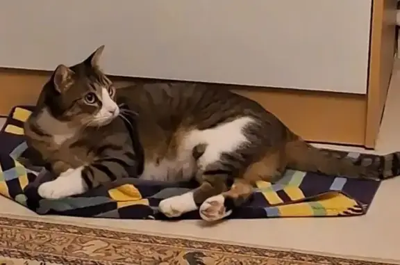 Chat perdu à Montreuil : Chaki tigré - photo