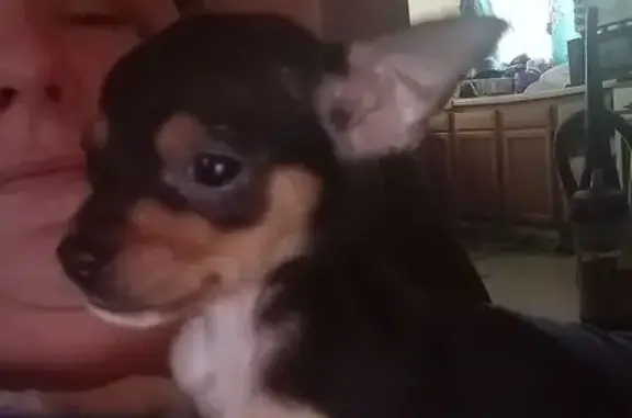 Help Find Venom: Missing in Peoria - photo