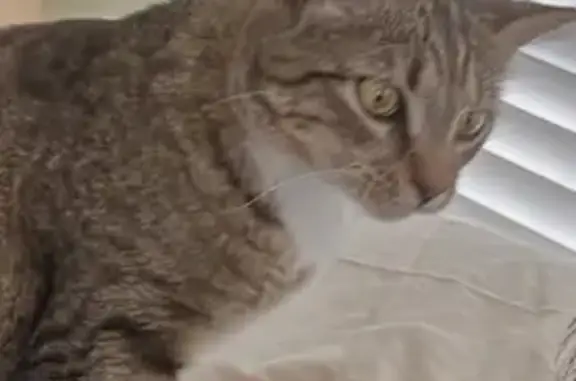 Lost Grey & White Cat in Manas...