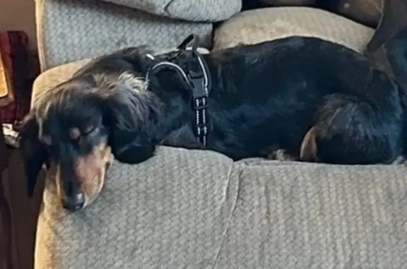 Lost Mini Dachshund 