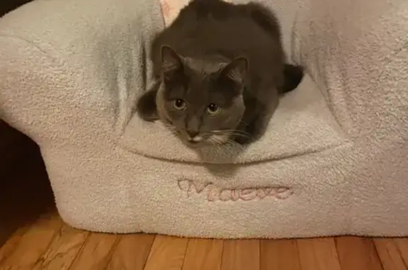 Lost Grey Cat Near Shoreham -...