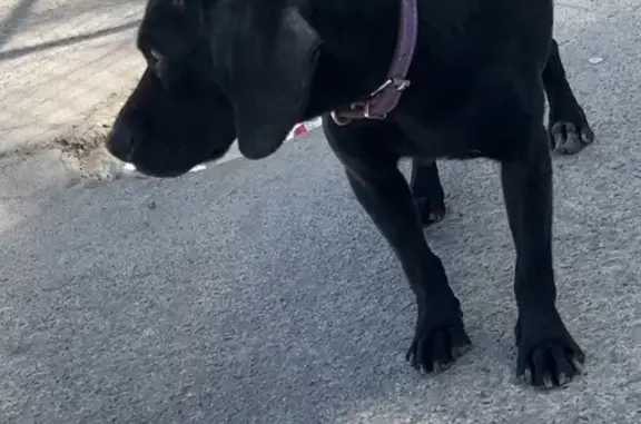 Perro encontrado Guadalajara, foto: Perra Negra Encontrada en Macroperiférico