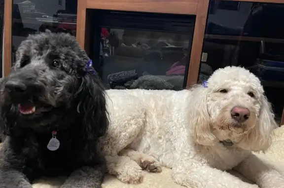 Lost Dogs: White & Black on East Freeway