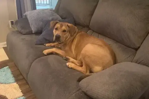 Lost: Buddy, Big Tan Dog in Jacksonville