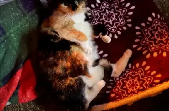 Lost pets Jefferson Hills, photo: Lost Calico Cat: Chipped Ear in Jefferson