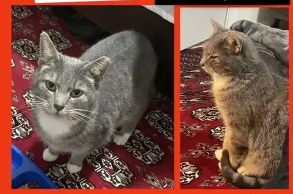 Lost Gray Tabby in Raleigh: He...