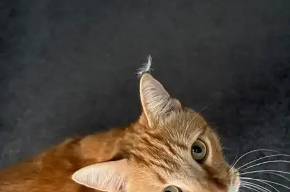 Lost Cat: Orange with Turquoise Collar