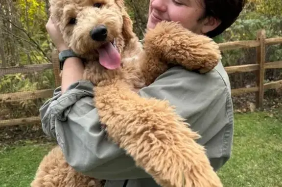 Lost Goldendoodle: Motek on Stockbridge Rd