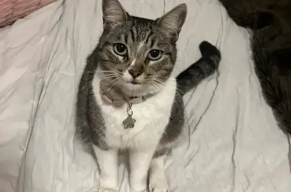 Gata Perdida: Atigrada con Ojo...