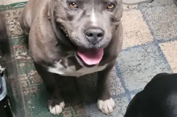 Friendly Grey Pitbull Found in Perris