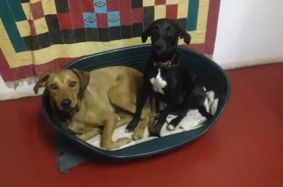 Lost Black Dog with White Star - Pretoria