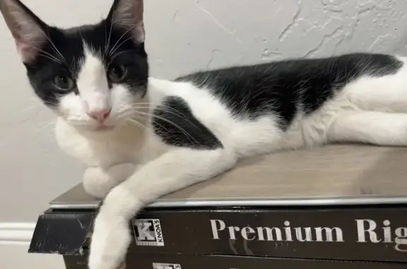 Lost pets Carrollton, photo: Lost Cat Gatito: Unique Markings, Limp