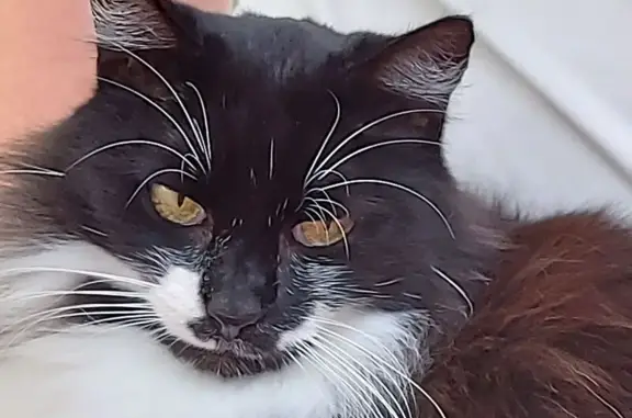 Chat perdu, noir et blanc, Mondragon - photo