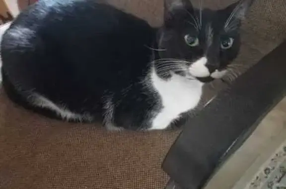 Found cat Johannesburg, photo: Found: Black Cat with Unique Collar in JHB