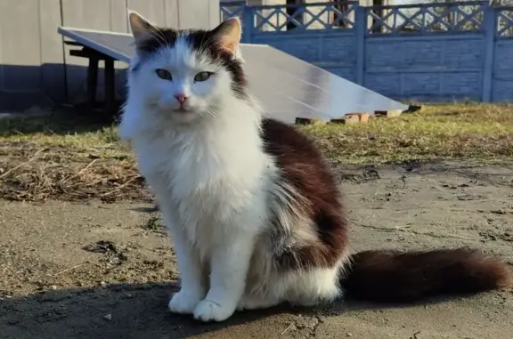 Зник кіт Мурчик у Криворізькому районі