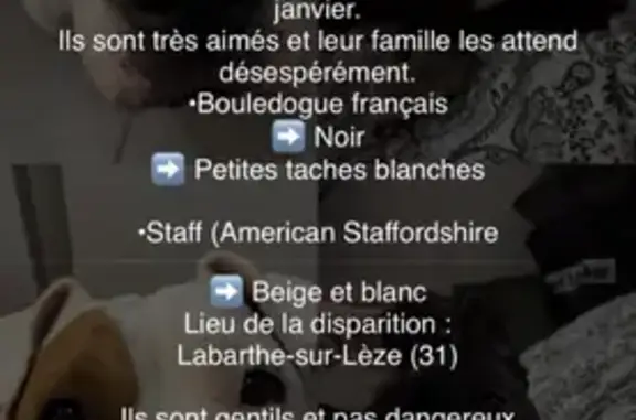 Chien perdu Labarthe-sur-Lèze, photo : Chien perdu : Bouledogue et Staff à Labarthe