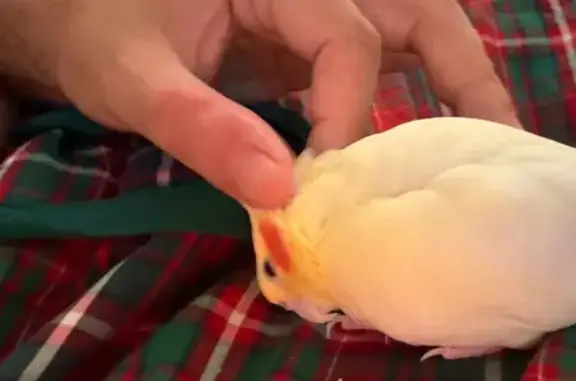 Friendly Yellow Bird with Red...