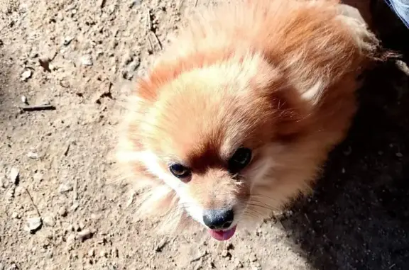 Perro perdido: Rojo, visto en El Quejigo