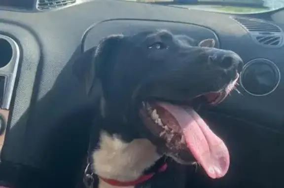 ¡Ayuda a encontrar a Santa, perrita perdida!