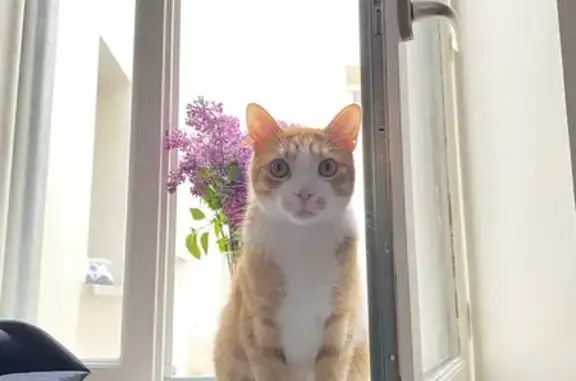 Chat perdu, grand et sociable à Lons - photo