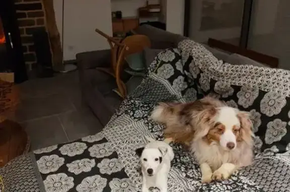 Animaux perdus , photo: Chien perdu : Pepper et Rasta à Souleuvre