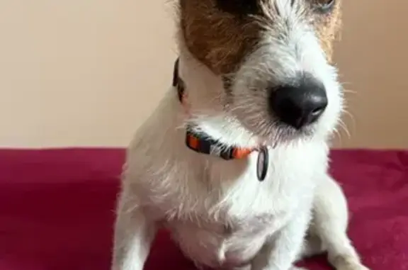 Знайдений джек рассел біля кав...