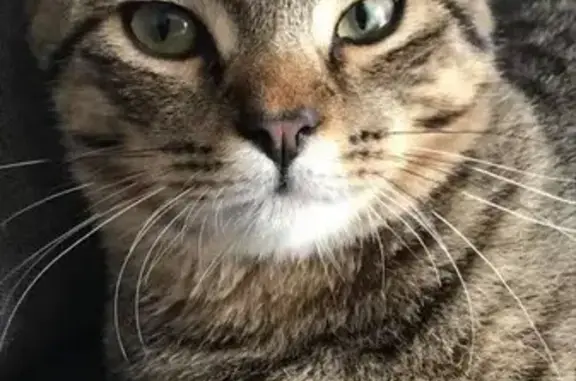 Animaux perdus Randan, photo: Chat perdu : Marcus, tigré corpulent, Randan