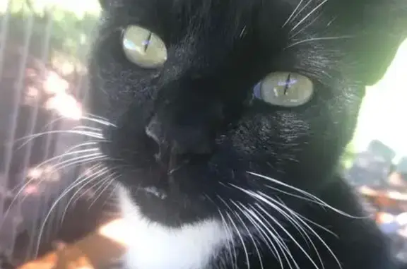 Lost: Black Cat with White Paws in Roodepoort