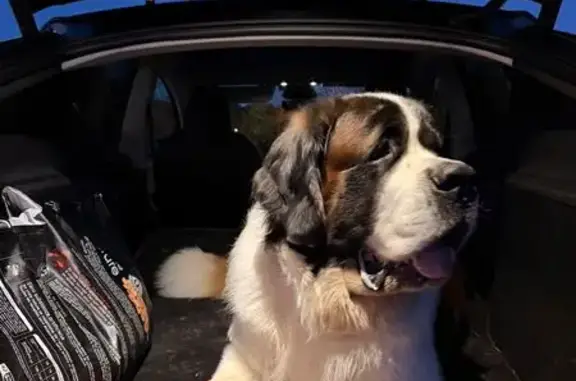 Saint-Bernard perdu à Montferrier-sur-Lez - photo
