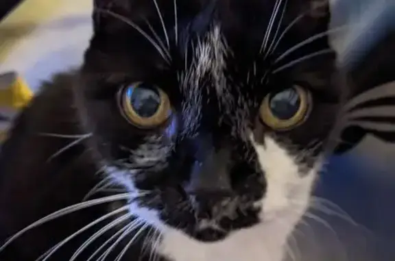 Chat européen perdu, noir et blanc, sociable - photo