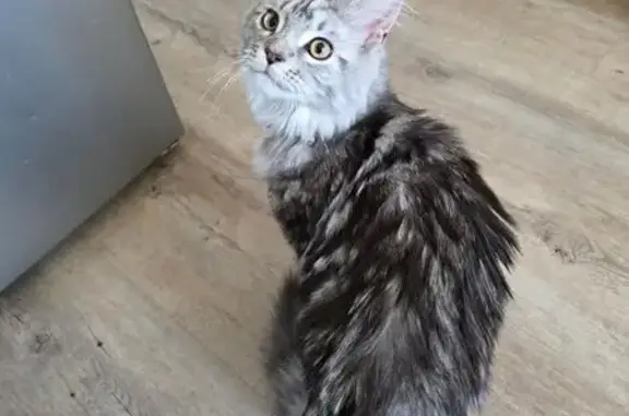 Animaux trouvés Caudan, photo: Chat trouvé près de la médiathèque Caudan