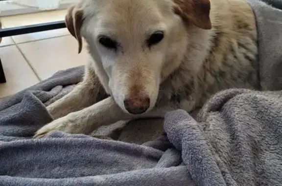 Chien trouvé Merville, photo: Chien sable trouvé dans ruisseau boueux