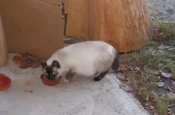 Chat trouvé , photo: Chatte siamoise trouvée, queue coupée, gestante