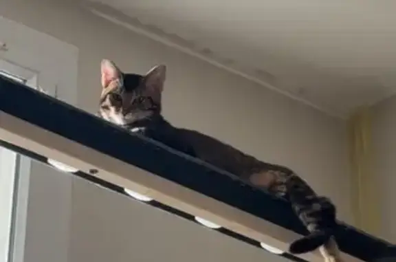 Animaux perdus Montreuil, photo: Chat tigré perdu à Montreuil