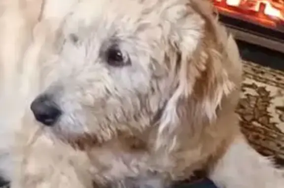 Missing dog , photo: Help Find Katie: Lost Support Dog in AR