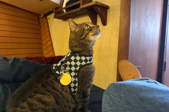 Lost Cat: Escaped Carrier in Savannah - photo