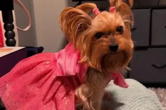 Lost Dog: Black & Tan in Striped PJs