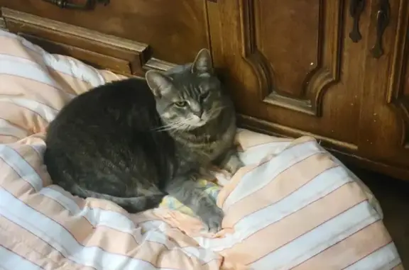 Lost Cat: Chia Missing in North Babylon