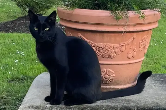 Chat noir perdu à Boulogne-Billancourt - photo