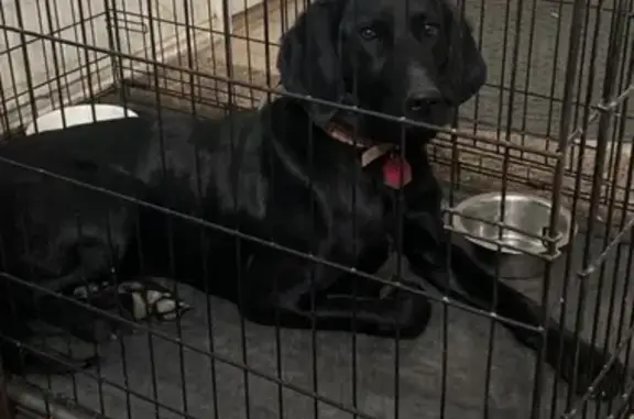 Lost Black Dog: Last Seen on Jem Rd, MT