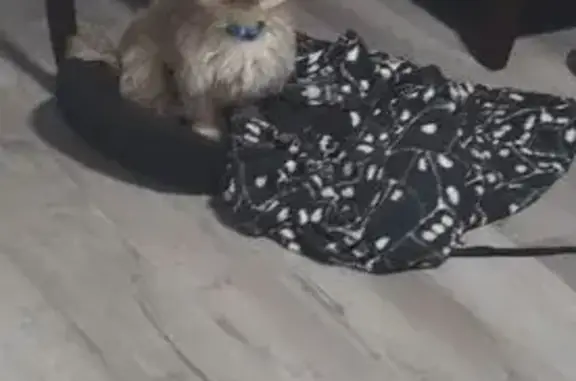Missing dog , photo: Lost Blonde Dog: 144th Dr, Brown Eyes